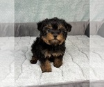 Small #2 YorkiePoo