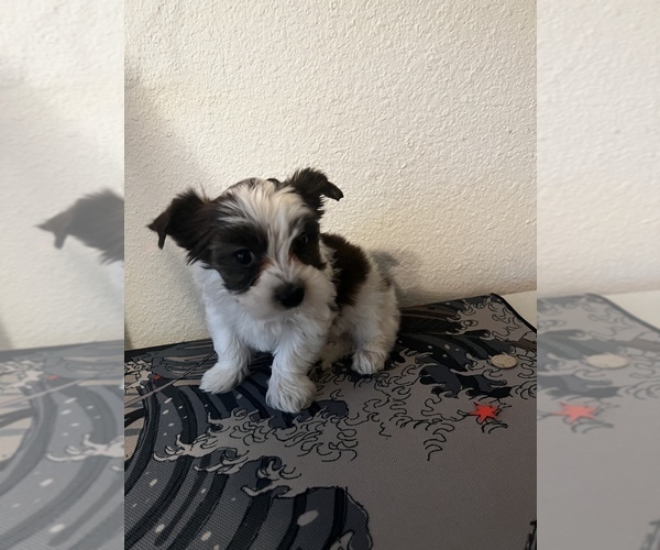 Medium Photo #2 Yorkshire Terrier Puppy For Sale in FORT WORTH, TX, USA