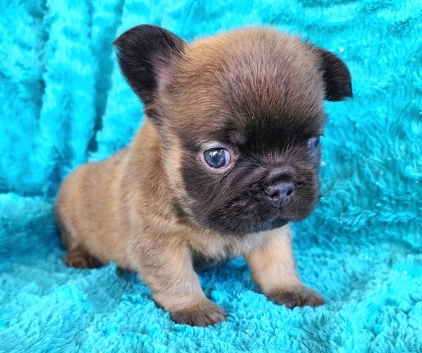 Medium Photo #7 French Bulldog Puppy For Sale in LAS VEGAS, NV, USA