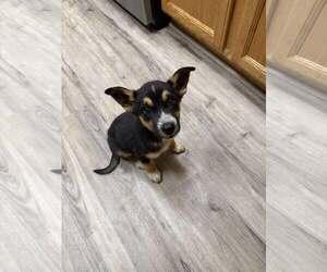 Siberian Husky-Unknown Mix Dogs for adoption in MIDWAY, UT, USA