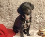Small Photo #2 Aussiedoodle Miniature -Poodle (Toy) Mix Puppy For Sale in GREEN FOREST, AR, USA