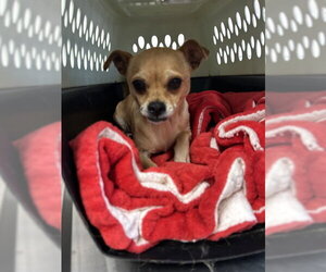 Chihuahua Dogs for adoption in Placerville, CA, USA