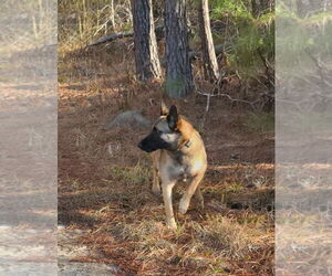Bela (VA) - Female Mutt Dog for Adoption - Photo #5