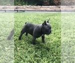 Small Photo #62 French Bulldog Puppy For Sale in WHITTIER, CA, USA
