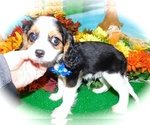 Small Photo #4 Beagle Puppy For Sale in HAMMOND, IN, USA