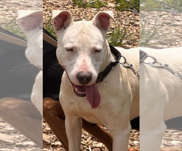 Medium Photo #12 Bull Terrier-Unknown Mix Puppy For Sale in Rustburg, VA, USA