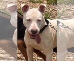 Small #11 Bull Terrier Mix
