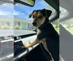 Small #1 Beagle-Chihuahua Mix