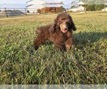 Small #5 Poodle (Toy)