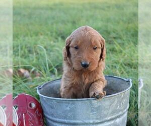 Goldendoodle Puppy for sale in CHAMBERSBURG, PA, USA