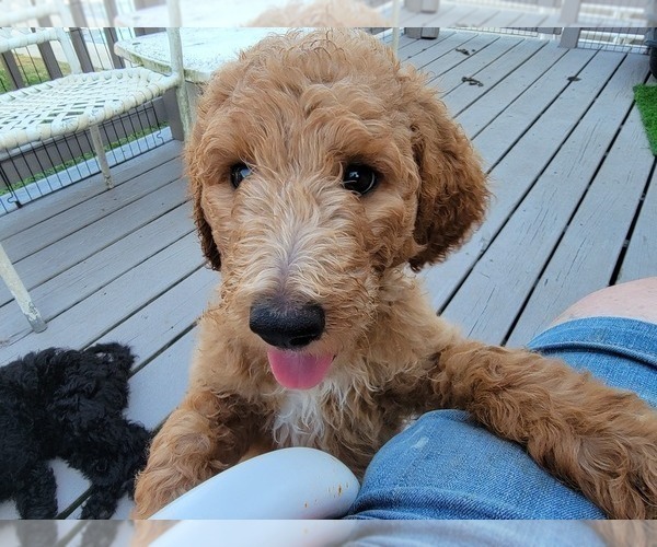 Medium Photo #5 Poodle (Standard) Puppy For Sale in BERLIN, MD, USA