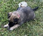 Puppy Puppy 5 Belgian Malinois