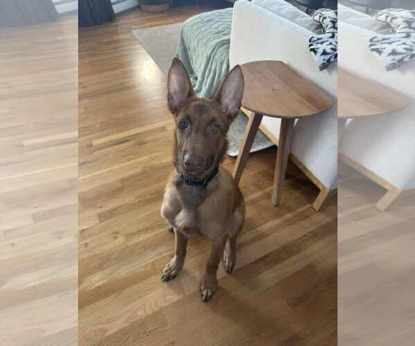 Medium Photo #4 Mutt Puppy For Sale in Woodbury, NY, USA