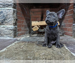Small Photo #3 French Bulldog Puppy For Sale in MOUNT VERNON, NY, USA