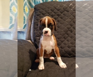 Boxer Puppy for sale in COLUMBUS, OH, USA