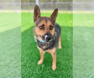 German Shepherd Dog-Unknown Mix Dogs for adoption in Naples, FL, USA