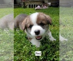 Puppy Buck  Red Coll Pembroke Welsh Corgi