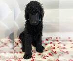 Small Photo #5 Poodle (Standard) Puppy For Sale in HALLANDALE, FL, USA