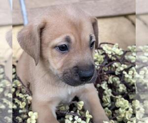 Justice Pup - Bench - Female Labrador Retriever-Unknown Mix Dog for Adoption - Photo #3