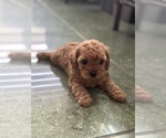 Small Photo #18 Cavapoo-Poodle (Toy) Mix Puppy For Sale in PENSACOLA, FL, USA