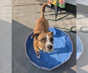 Bullboxer Pit Dogs for adoption in Fort Collins, CO, USA