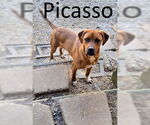 Small #13 Mountain Cur Mix