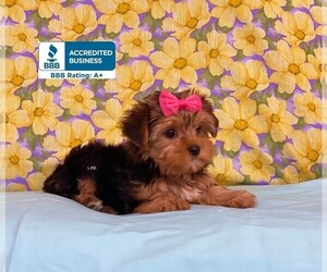 Yorkshire Terrier Puppy for sale in WINNSBORO, LA, USA