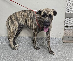 American Pit Bull Terrier-Unknown Mix Dogs for adoption in Pasadena, TX, USA