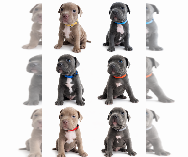 Medium Photo #1 American Pit Bull Terrier Puppy For Sale in ORANGE, NJ, USA