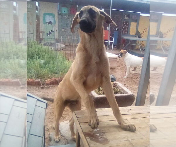 Medium Photo #7 Mutt Puppy For Sale in Apple Valley, CA, USA