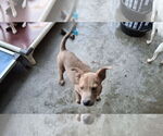 Small #4 American Pit Bull Terrier-Labrador Retriever Mix