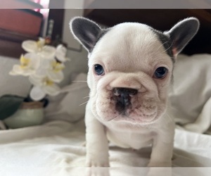 French Bulldog Puppy for sale in SAINT CLAIR, MI, USA
