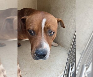 American Pit Bull Terrier Dogs for adoption in Oklahoma City, OK, USA