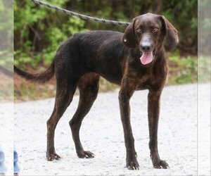 Plott Hound Dogs for adoption in Silver Spring, MD, USA