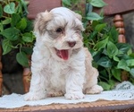 Small Photo #42 Havanese Puppy For Sale in GOSHEN, IN, USA