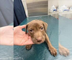 Labrador Retriever Dogs for adoption in Mobile, AL, USA