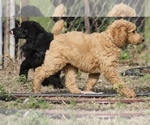 Small Photo #36 Poodle (Standard) Puppy For Sale in GARWOOD, TX, USA