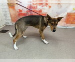 Small German Shepherd Dog Mix