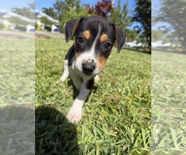 Medium Photo #1 Labrador Retriever-Unknown Mix Puppy For Sale in Royal Palm Beach, FL, USA