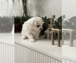 Small #10 Maltese