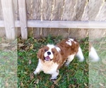 Small Photo #7 Cavalier King Charles Spaniel Puppy For Sale in SPRING BRANCH, TX, USA