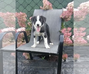 Border Collie Puppy for sale in FREDERICKSBURG, OH, USA