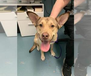 American Bulldog-German Shepherd Dog Mix Dogs for adoption in London, Ontario, Canada