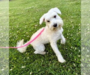 Mutt Dogs for adoption in Gulfport, MI, USA