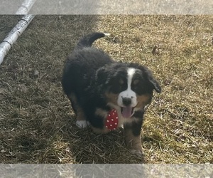 Medium Bernese Mountain Dog
