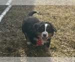 Puppy Ivan Bernese Mountain Dog
