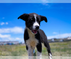 Australian Shepherd-Mutt Mix Dog for Adoption in ENGLEWOOD, Colorado USA