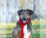 Small Photo #19 Mutt Puppy For Sale in Unionville, PA, USA