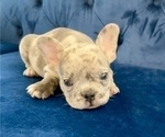 Small Photo #1 French Bulldog Puppy For Sale in MIAMI BEACH, FL, USA