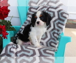 Small Photo #1 Cavalier King Charles Spaniel Puppy For Sale in SHILOH, OH, USA